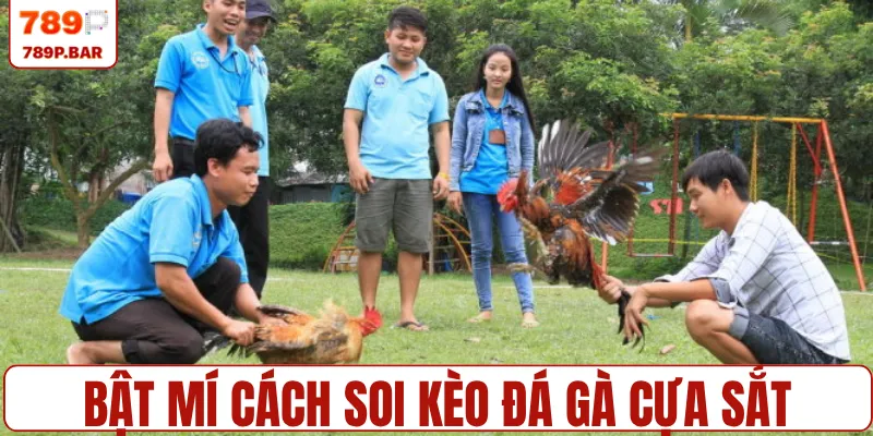 Bật mí cách soi kèo đá gà cựa sắt từ cao thủ