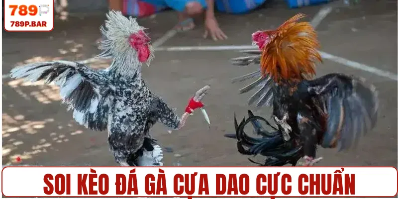 Bí quyết soi kèo đá gà cựa dao cực chuẩn