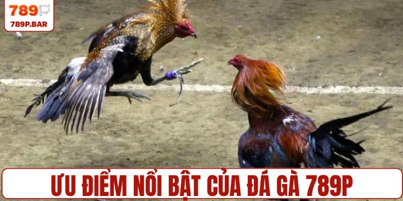 Chọi kê nhà cái sở hữu nhiều ưu điểm vượt trội