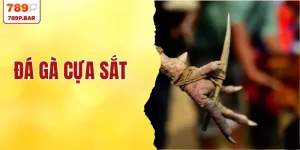 Đá Gà Cựa Sắt - 200 Trận Đấu Nảy Lửa Và Cách Bắt Kèo Hay