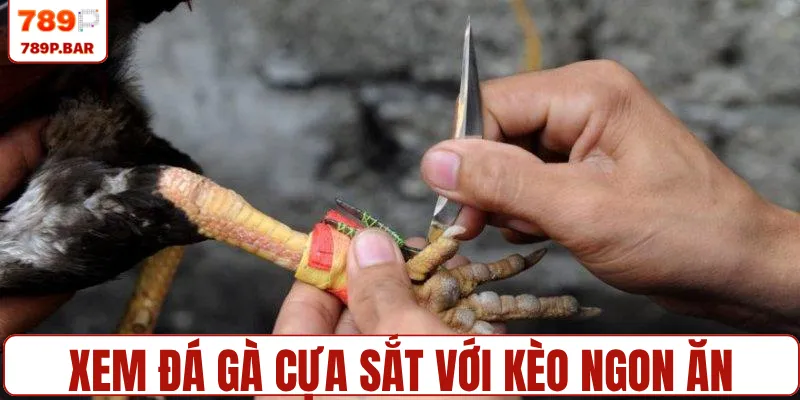 Xem đá gà cựa sắt với kèo ngon ăn thưởng 789P